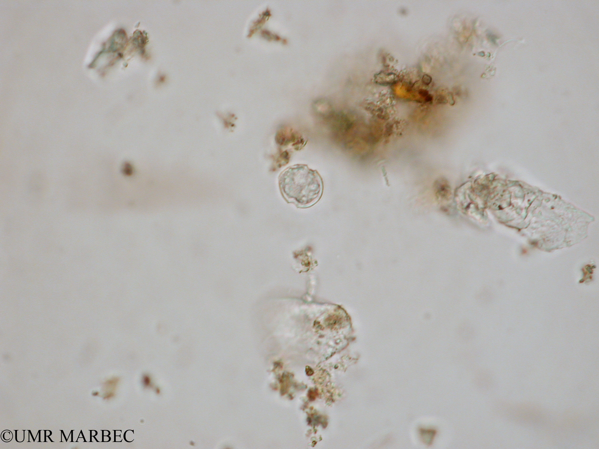 phyto/Tulear Lagoon/all/ICAR2 Avril 2008/Scrippsiella spp (Dino d x1.5x40)(copy).jpg